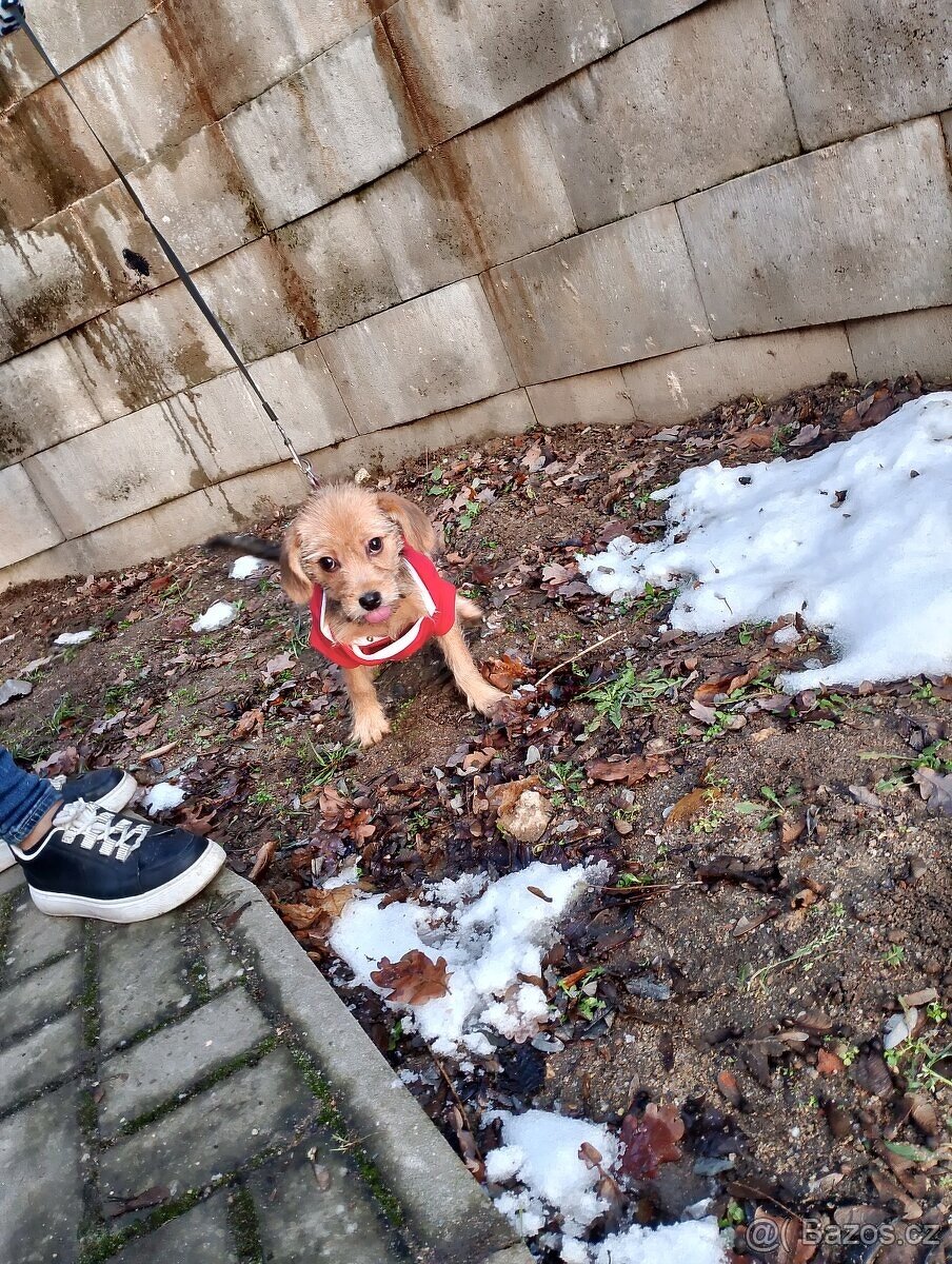 Jezevčík drsnosrstý štěňátko s PP váha 3 kg - 5