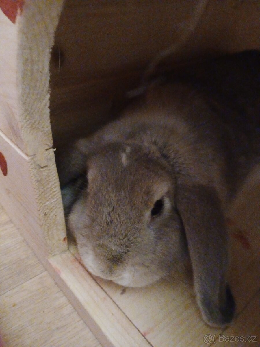 Králíček zakrslý Minilop - 5