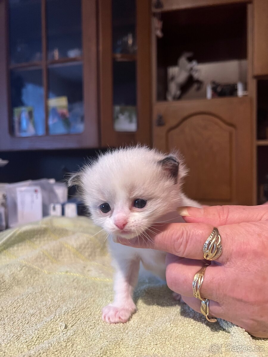Rezervace koťat - 5