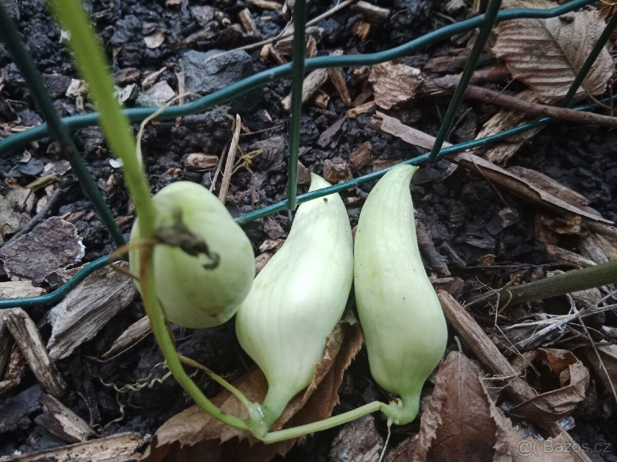 Semínka ačokči, 10 ks - 5