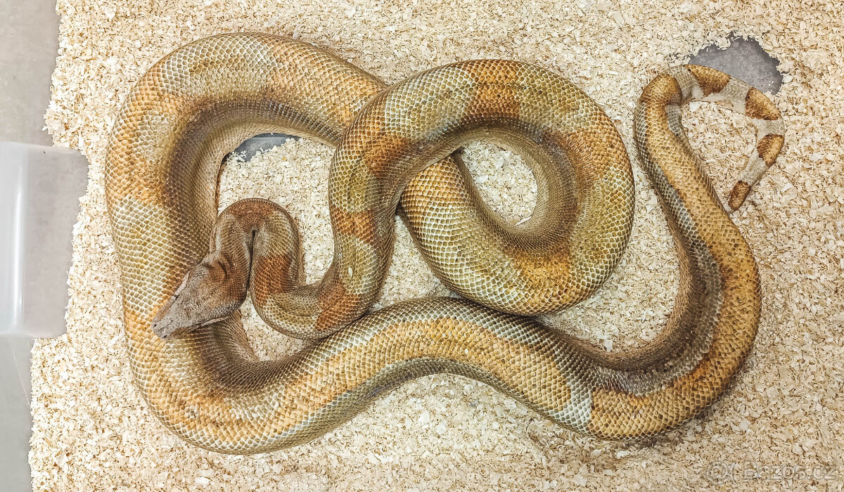Adult Boa constrictor - 5