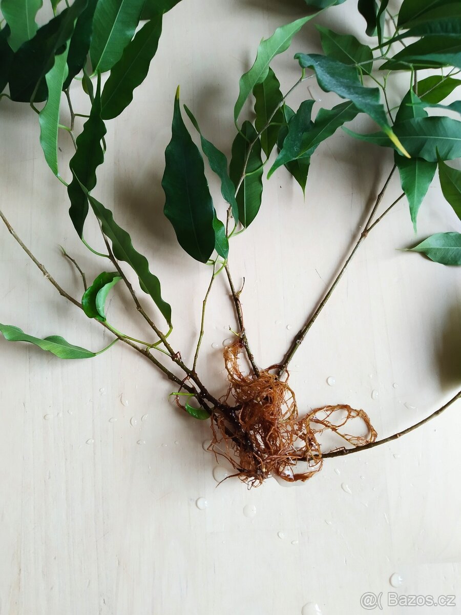 Fikus Benjamin zakořeněné řízky - 5