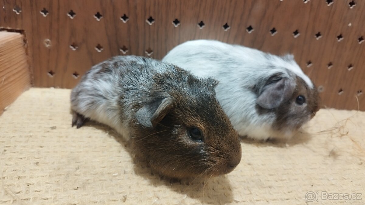 Morčata - morče aguti - 5