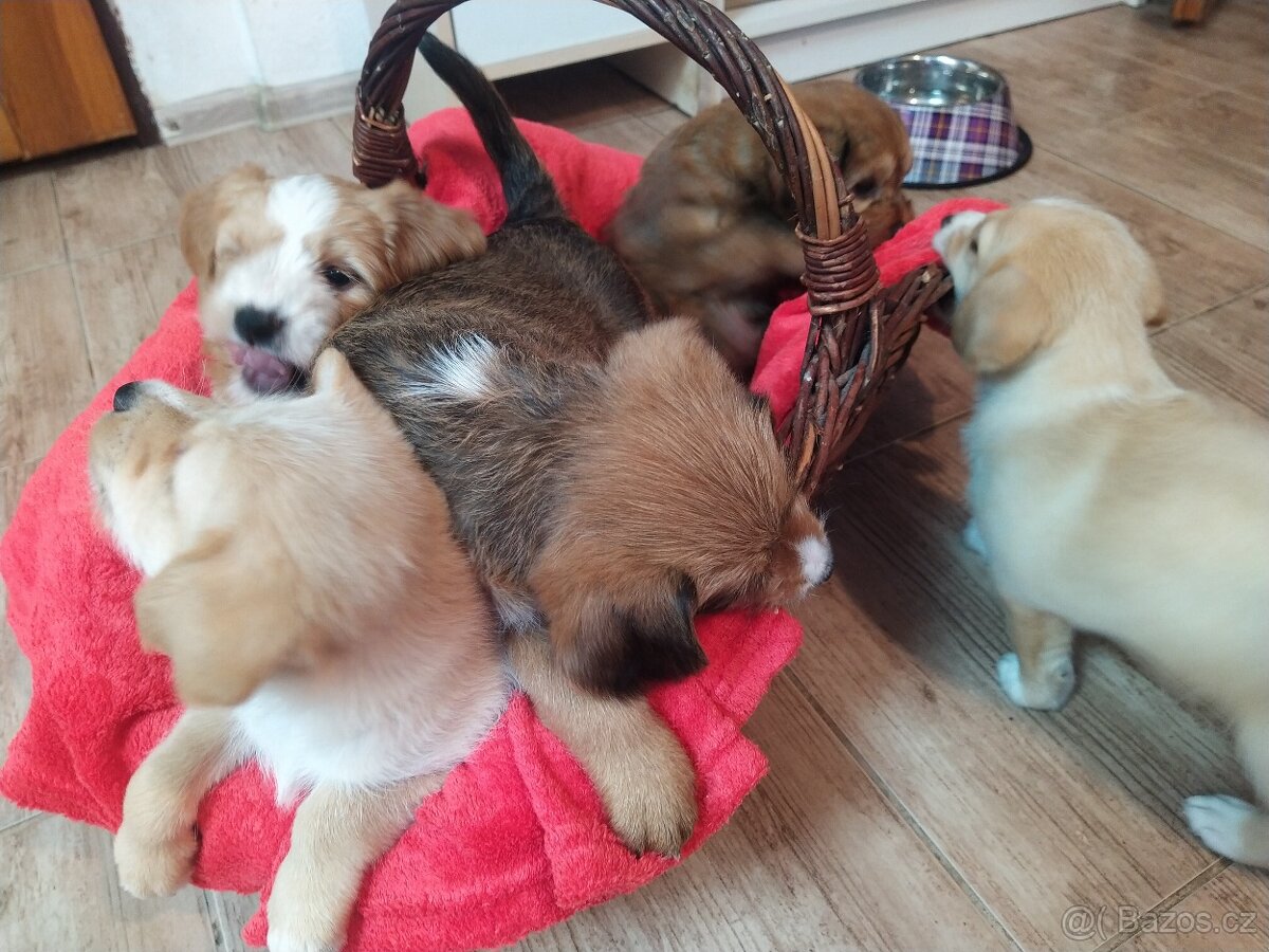 Štěňátka křížence MOMENTÁLNĚ VŠICHNI REZERVOVÁNI - 5