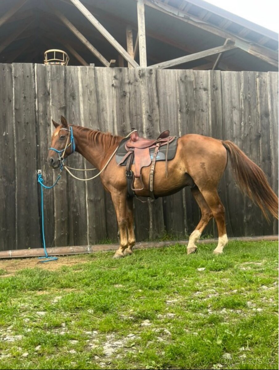 Český teplokrevník - 5