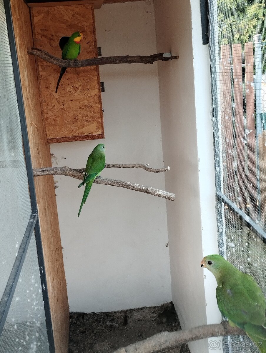 Prodám rozely, papousky nádherné - 5