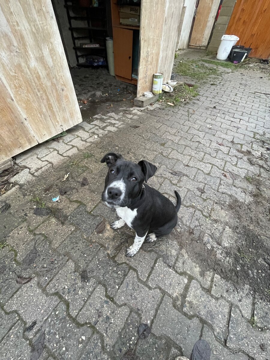 Nabízím psa do dobrých rukou 🐾 - 5