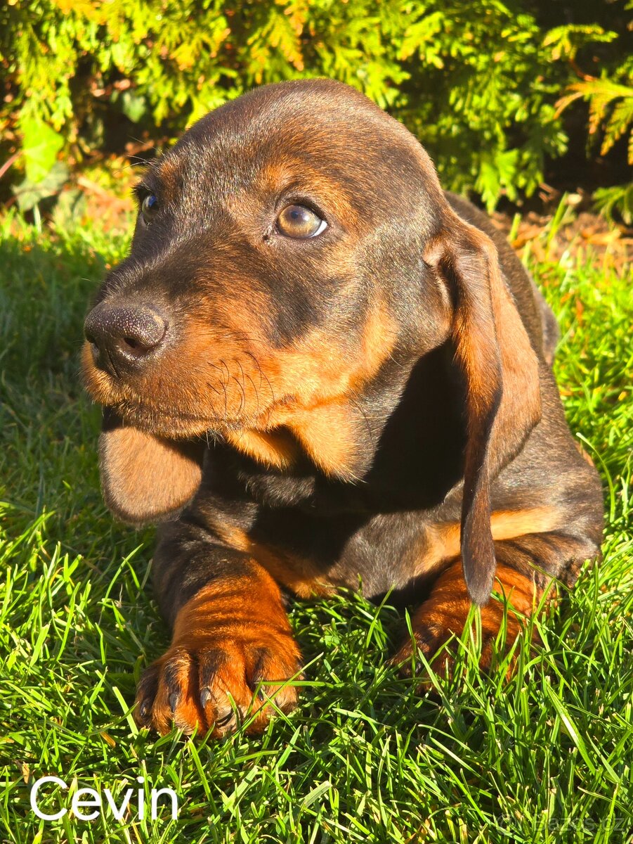 Jezevčík drsnosrstý standardní - 5