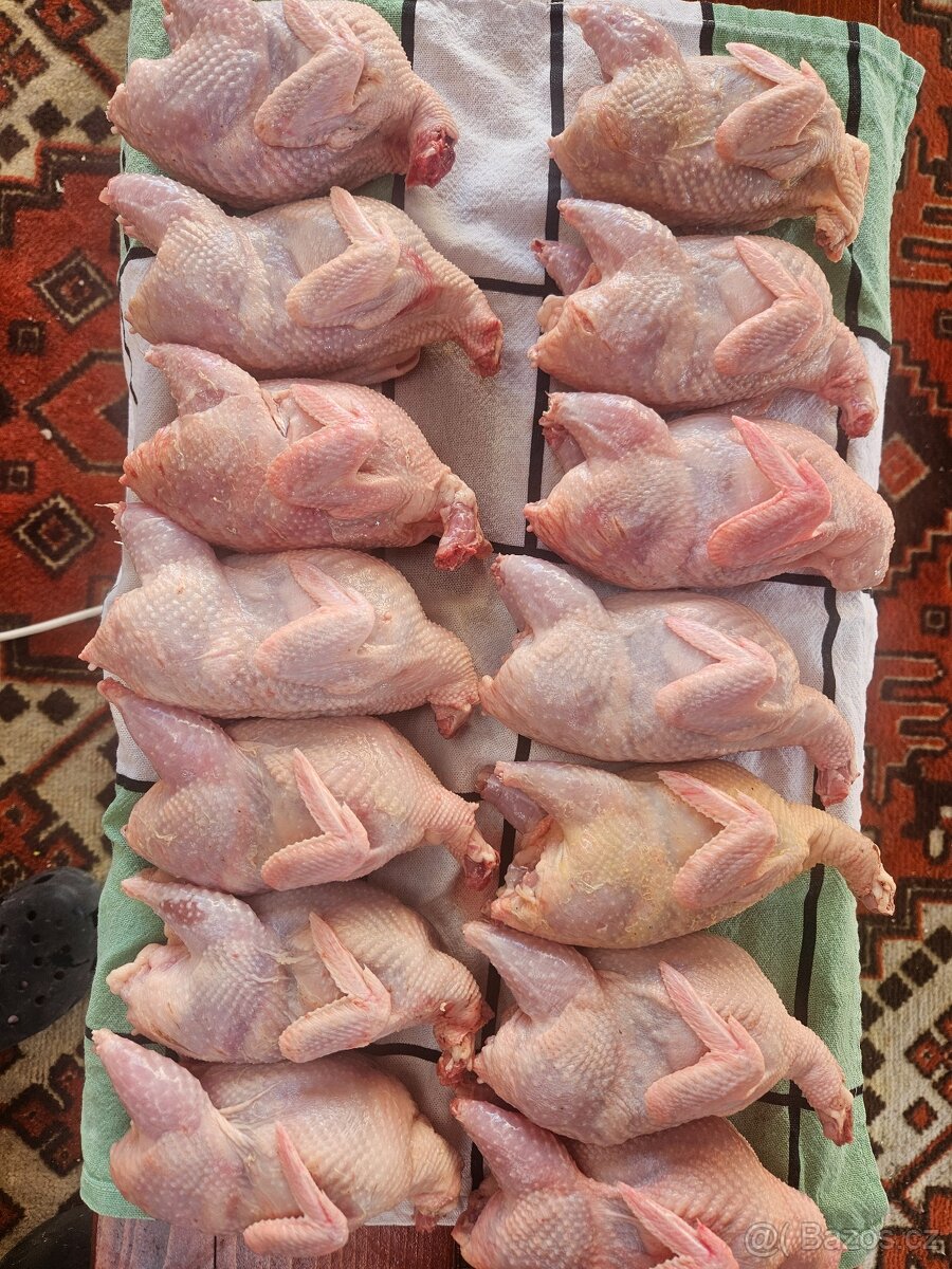 Křepelka japonská - 5