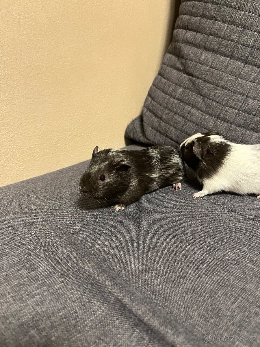 Mláďata morčata - 5