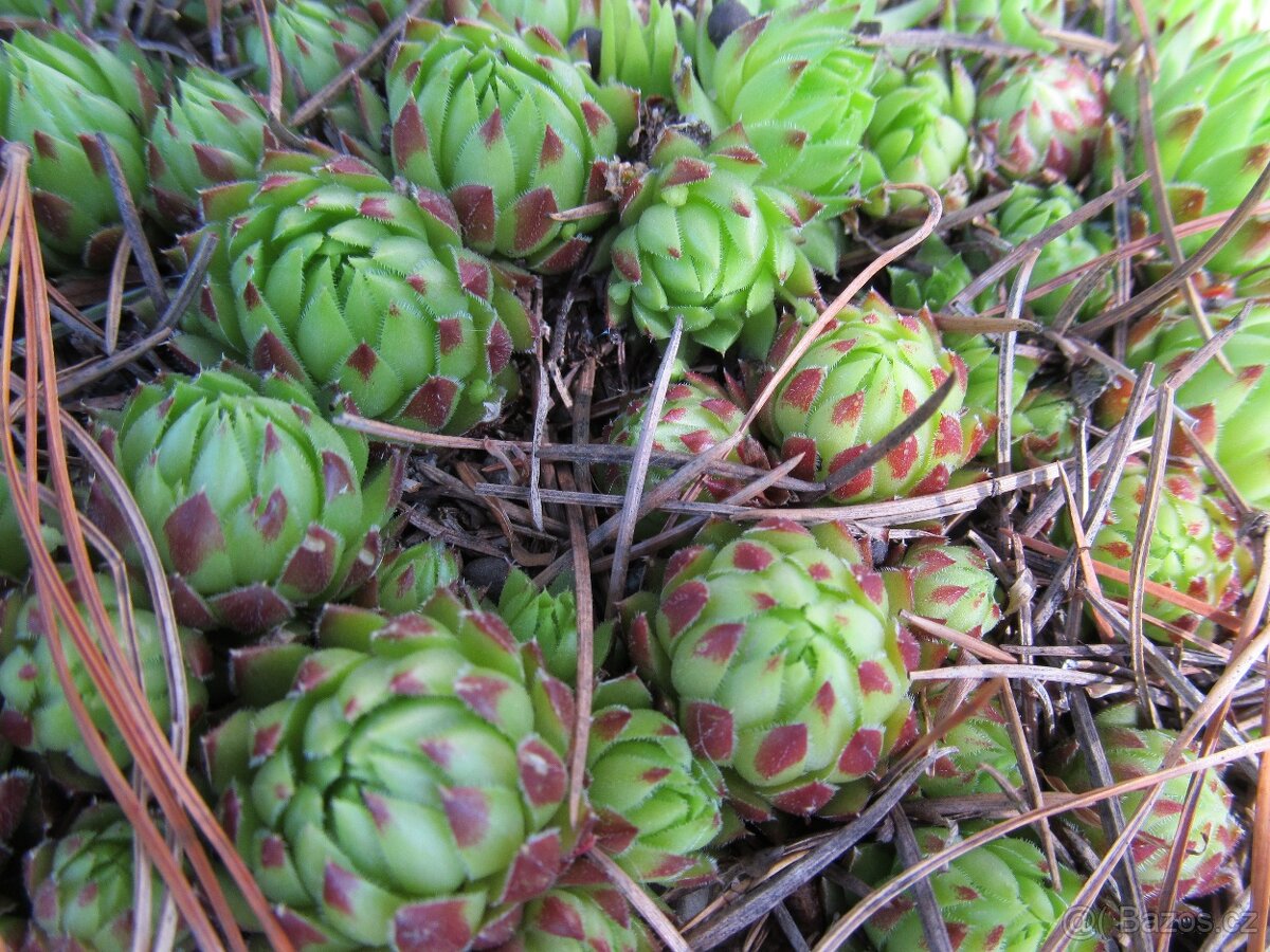 Netřesky na střechu, skalku, zídku - 5