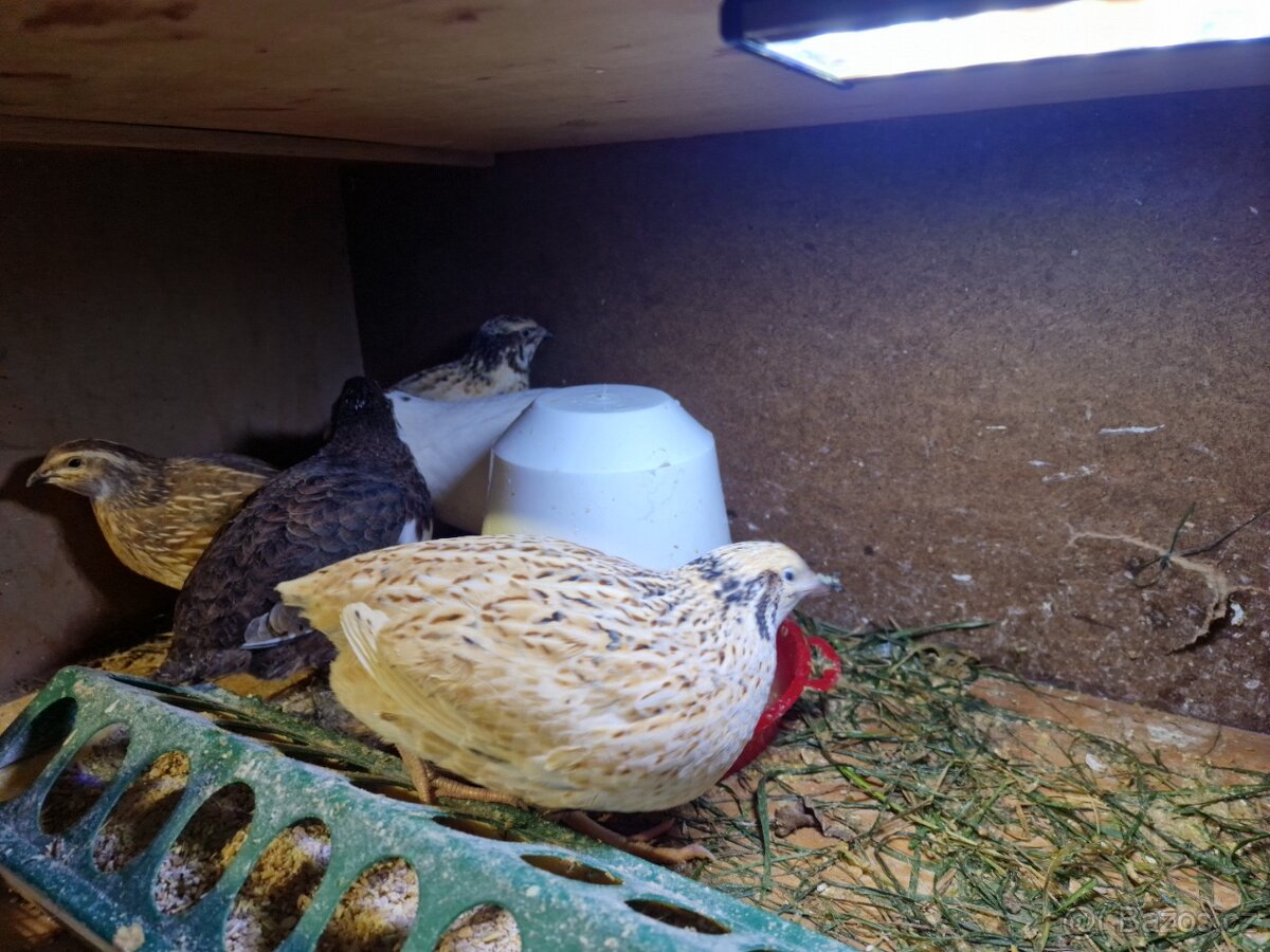 Křepelky japonské - 5