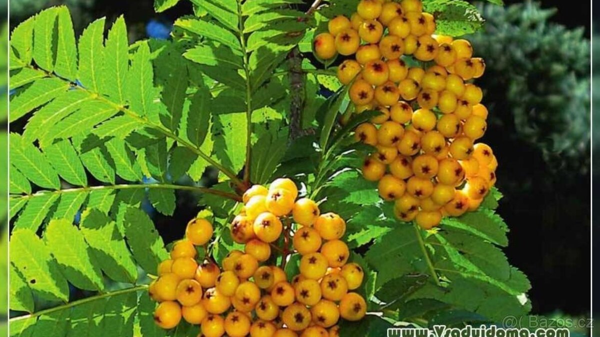 Koupím Jeřabinu stromek/sazenici - 5