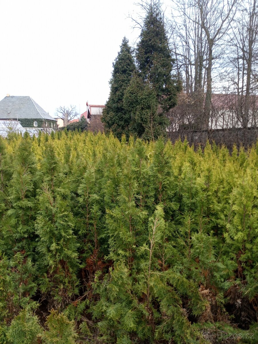 Túje 180cm až 220cm - 5