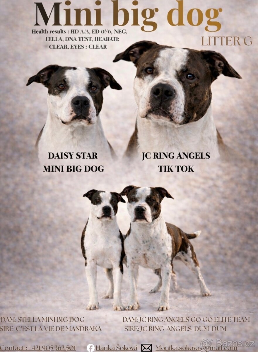 Americký stafordšírsky terier s PP - 5