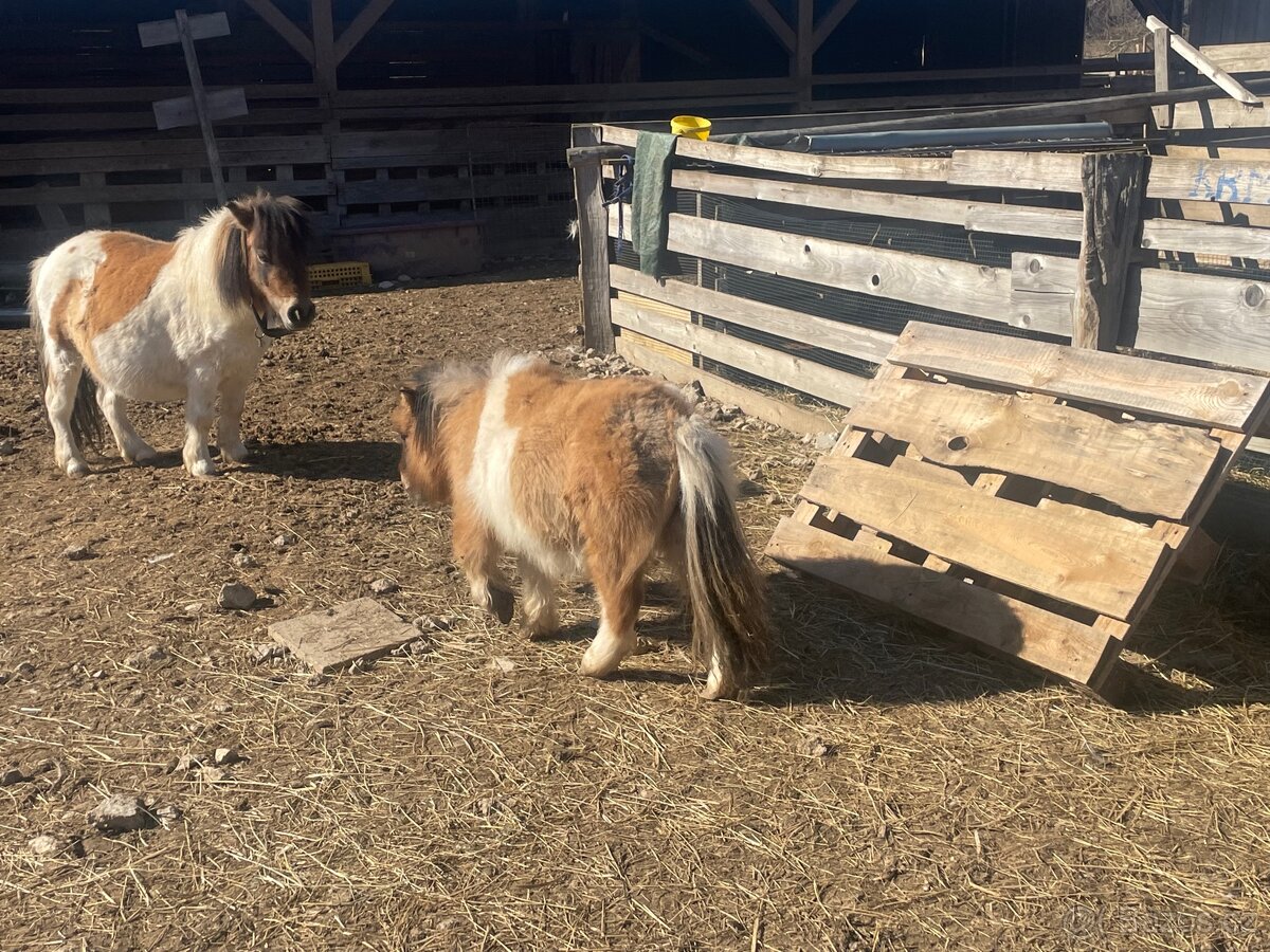 Shetlandsky minipony - 5