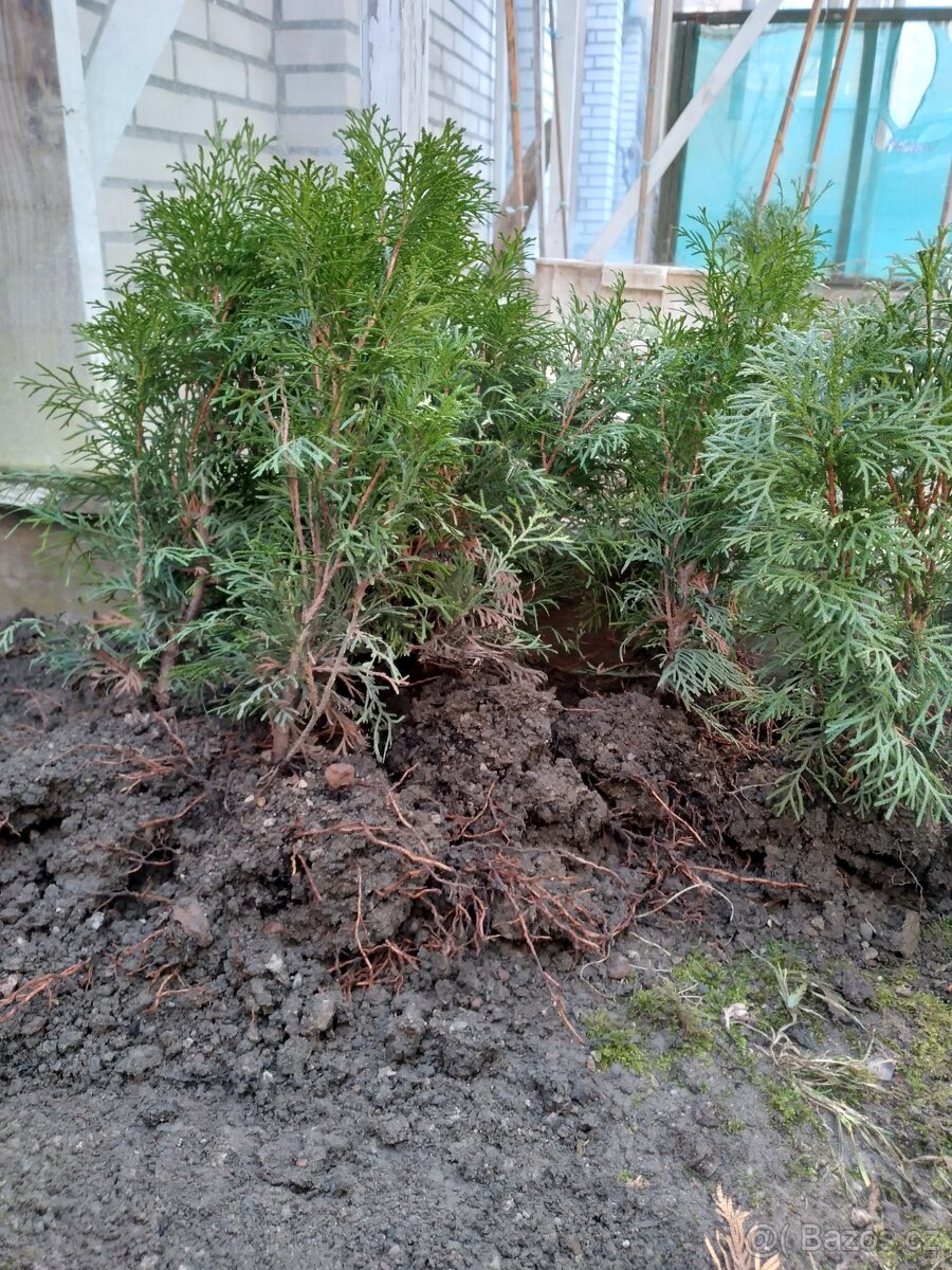 thuje smaragd na živý plot - 5