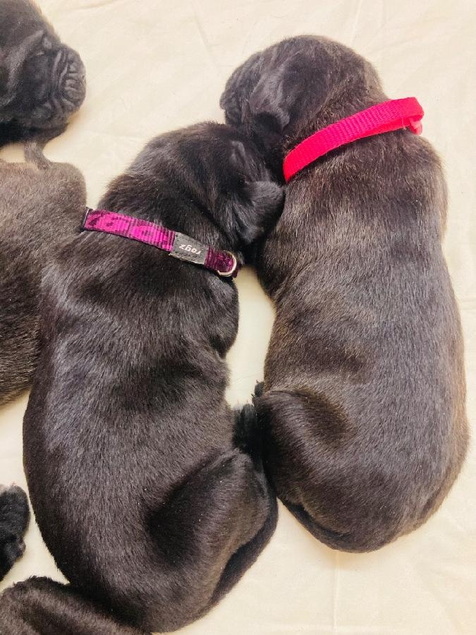Štěňata Cane Corso s PP - 5