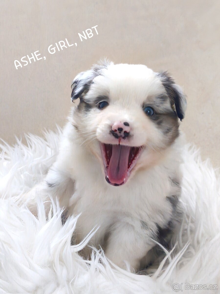 Miniaturní americký ovčák - 5