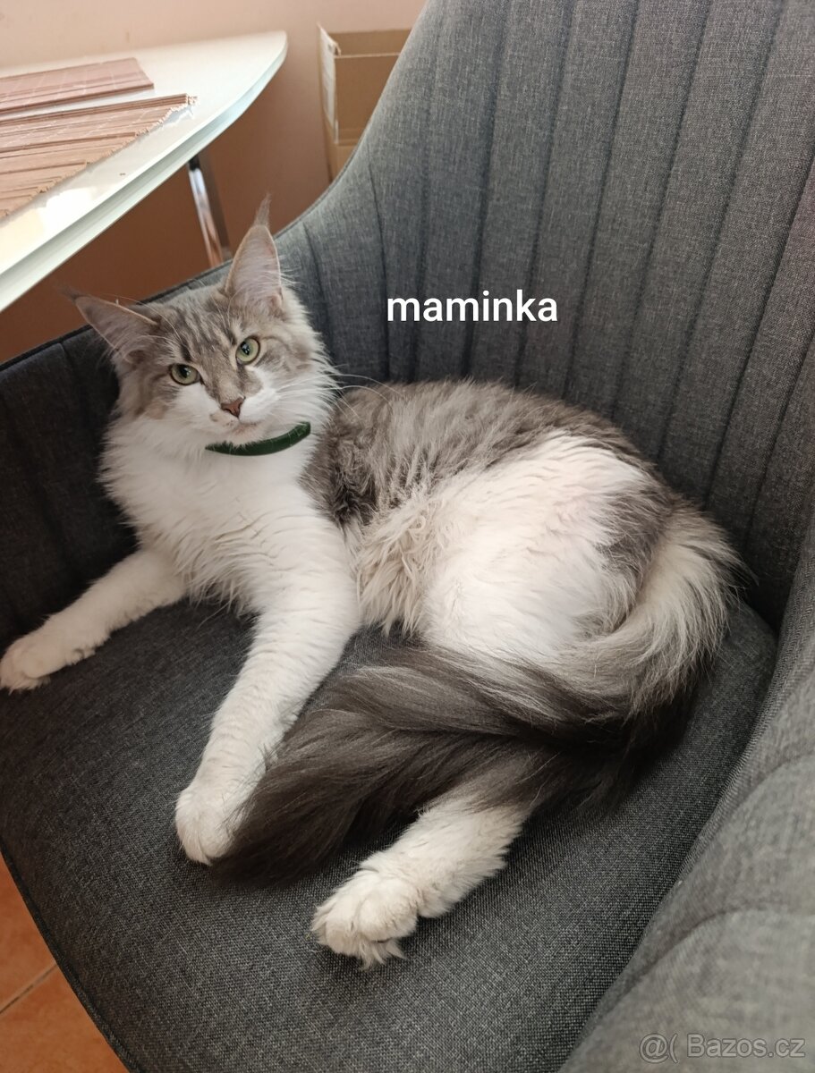 Mainská mývalí kočka - koťata bez PP - 5