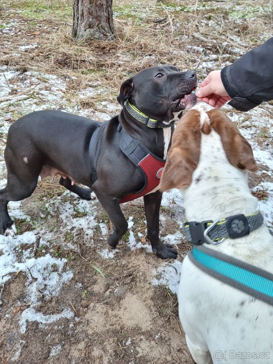 GORA K ADOPCI - něžné plaché zlatíčko - 5