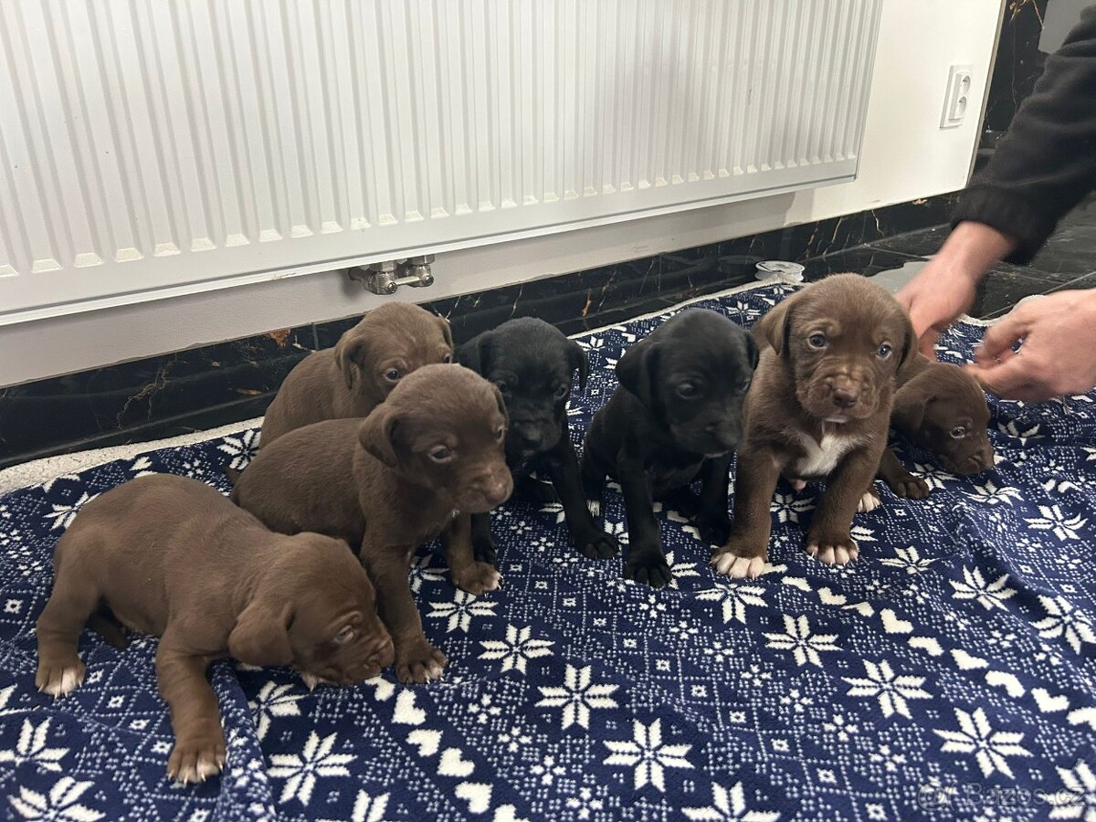 Psi pro aktivní život - 5