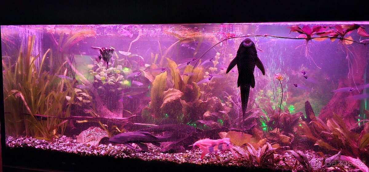 Kompletni akvarijni set 540l - 5