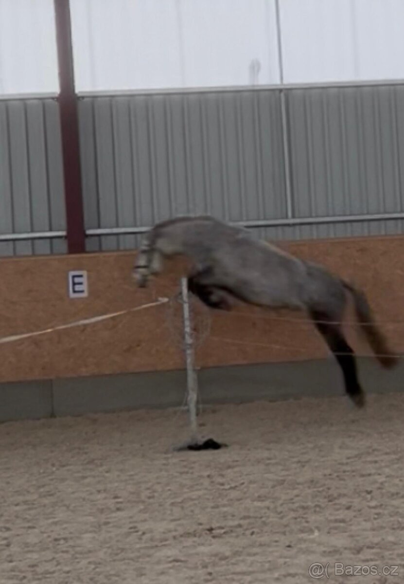6letá pony do sportu - 5