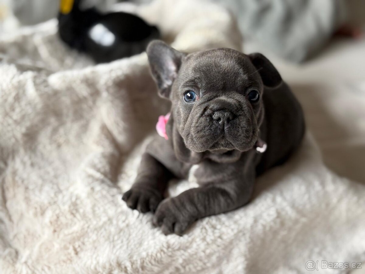 Francouzsky buldoček - 5