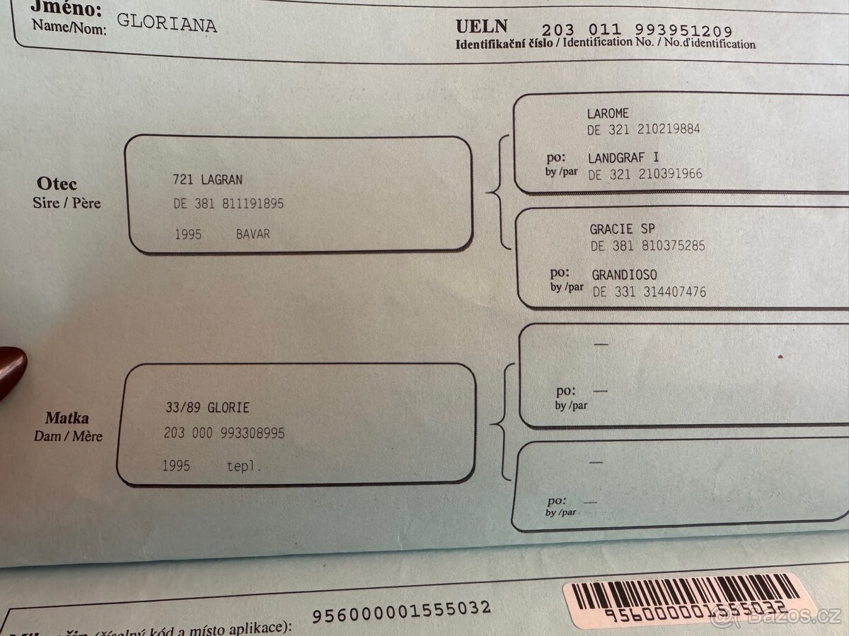 Kobyla na rekreaci, společník, do chovu - 5