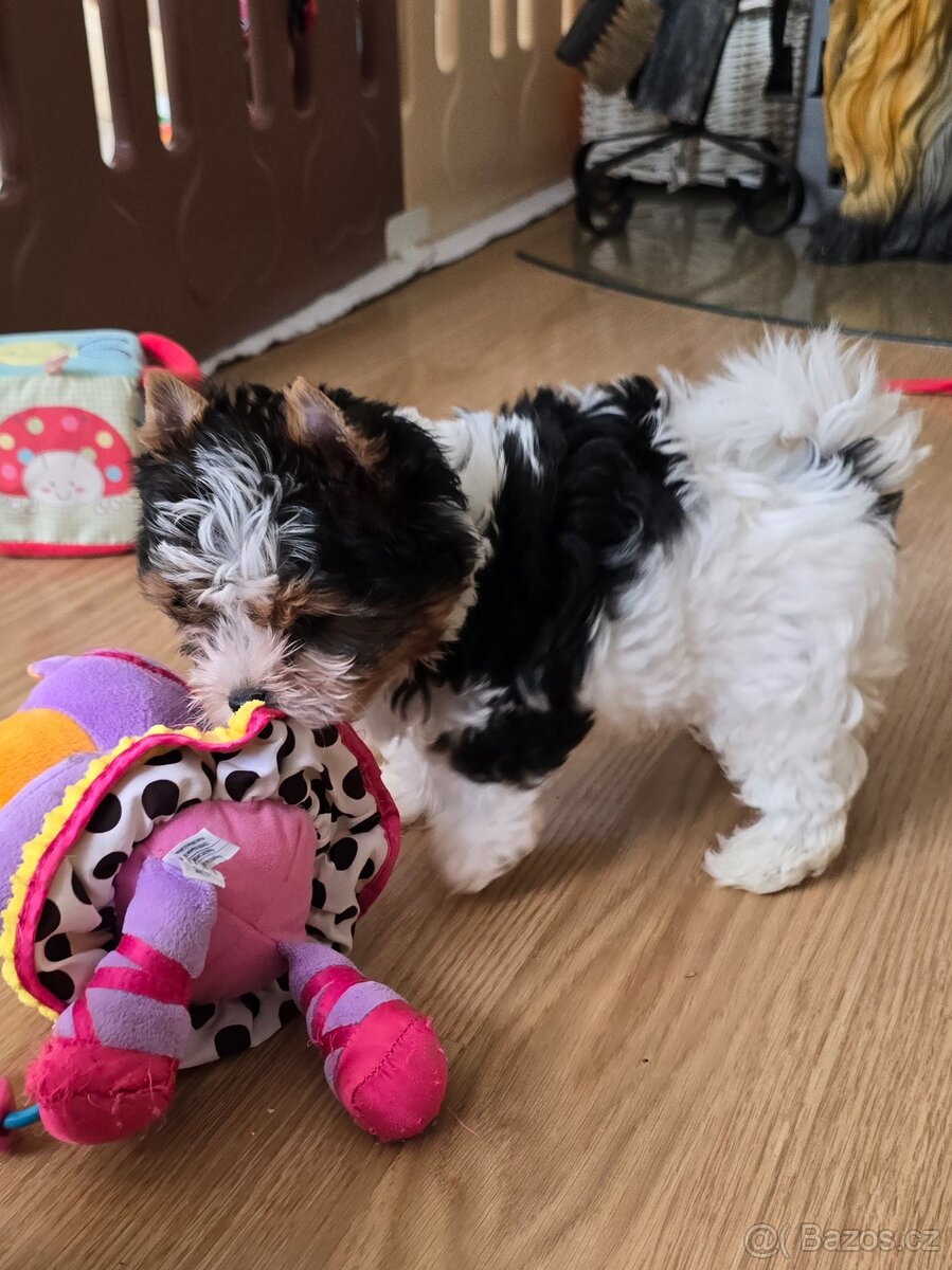 Jorkširský teriér-biewer - 5