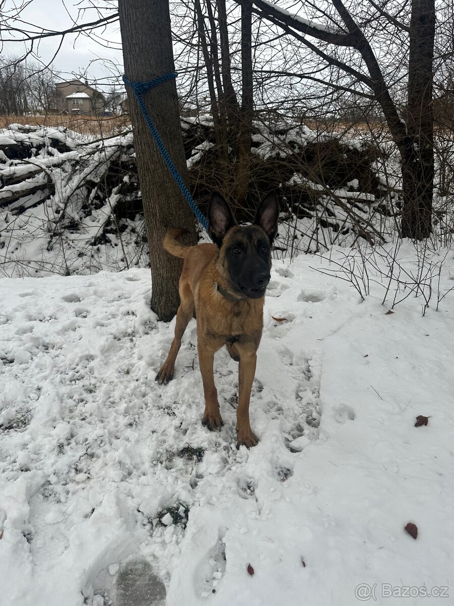 Belgický ovčák Malinois - 5
