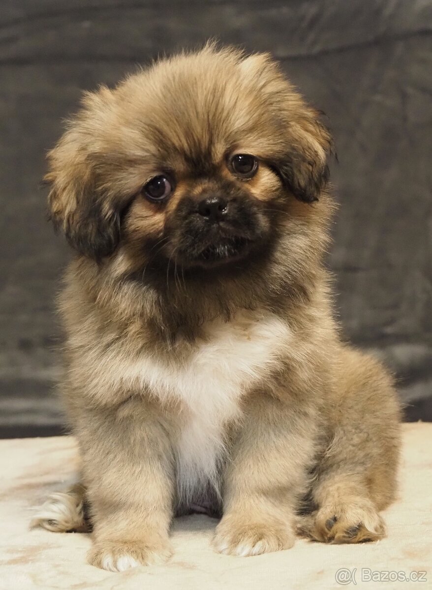 Tibetský španěl s průkazem původu - 5