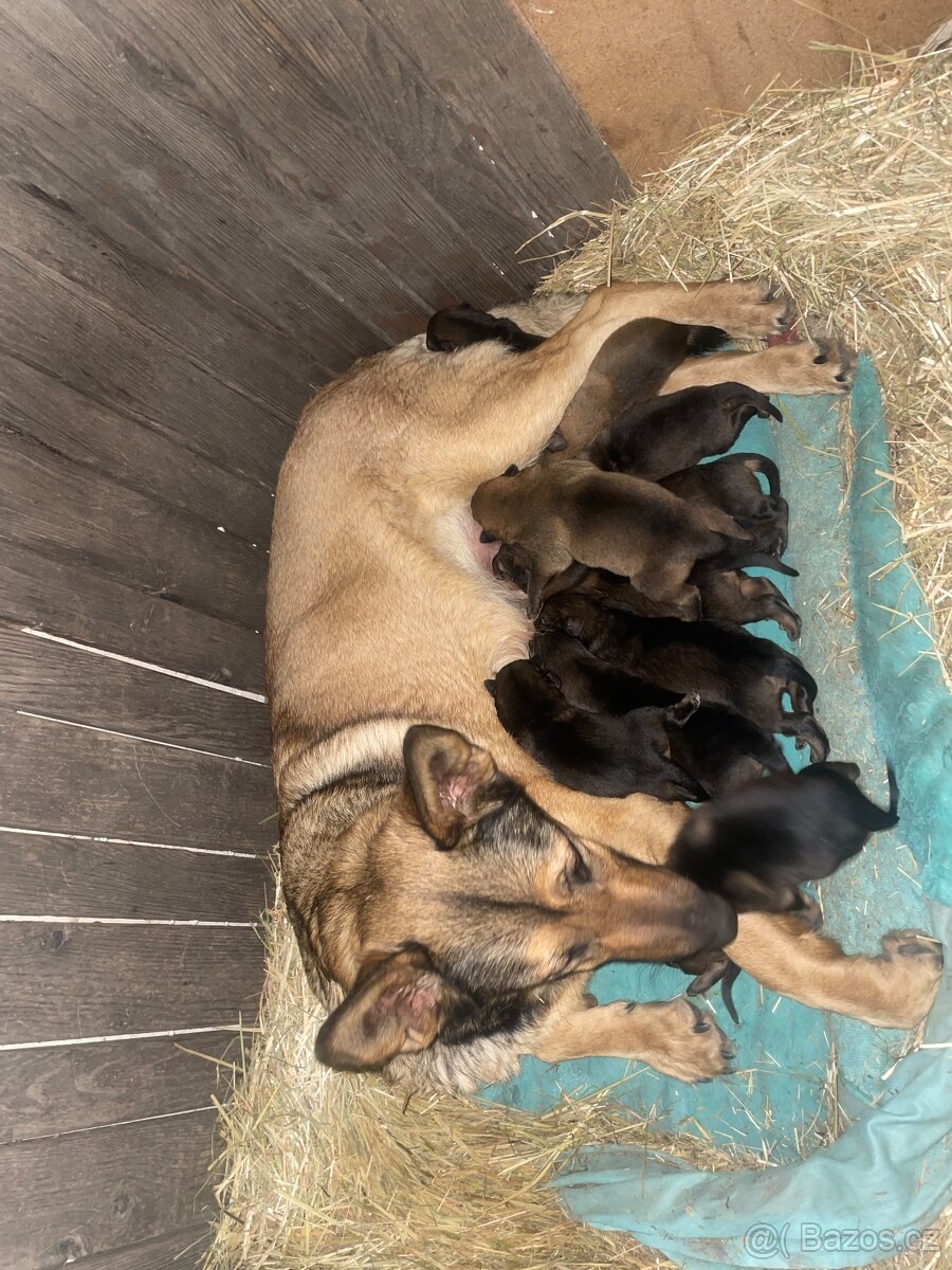 Štěňata německého ovčáka - 5