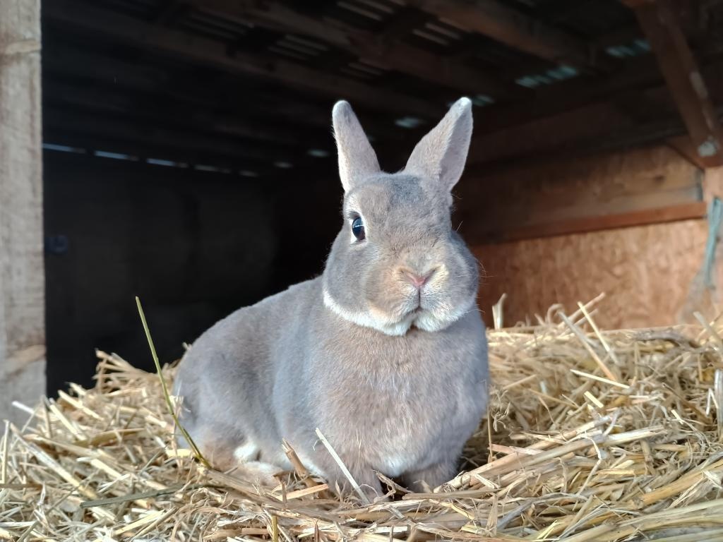 Zakrslá samička rex mazlík - 5