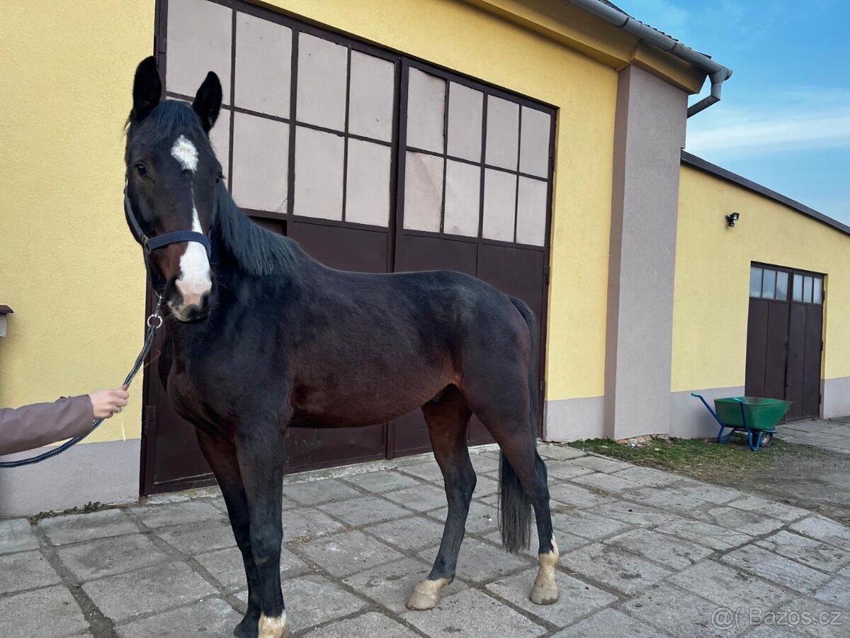 mladý valach po Corlensky Ruf - 5