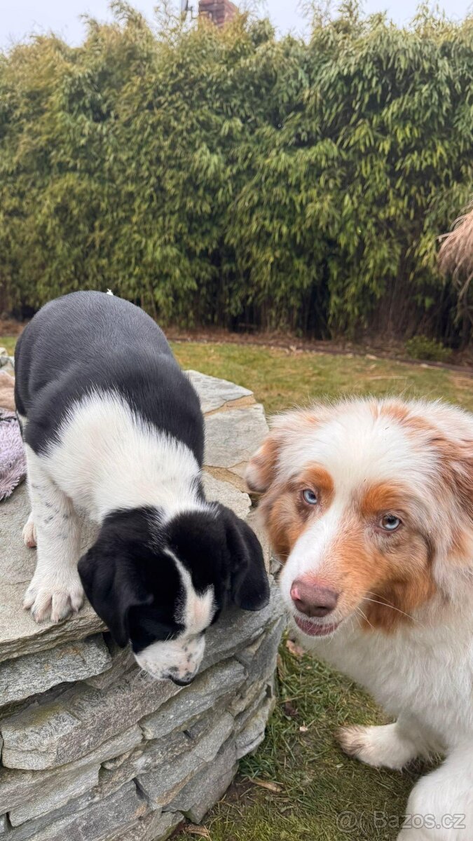 2-měsíční štěně x dvou plemen s PP - 5