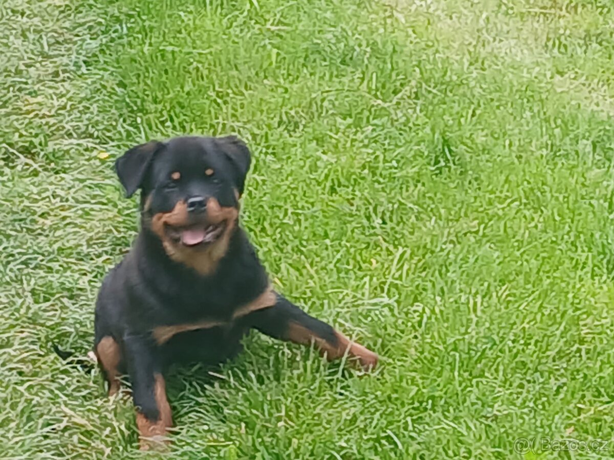 Rotvajler, rtw, rottweiler - 5