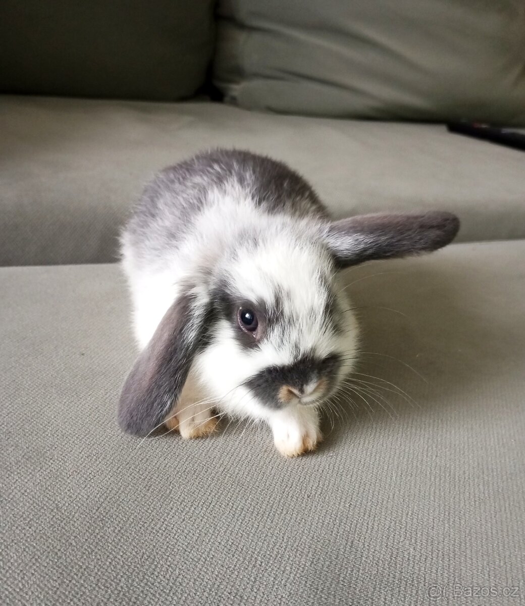 Zakrslý beránek králíček - 5