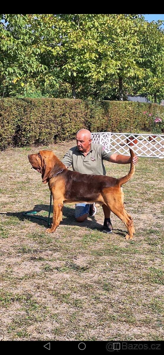 Bloodhound - 5