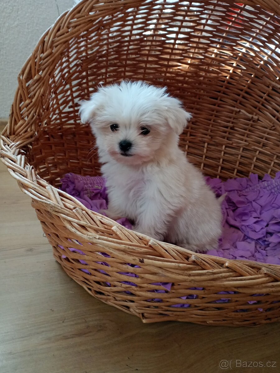 Maltézský psík, Maltézáček bez PP, - 5