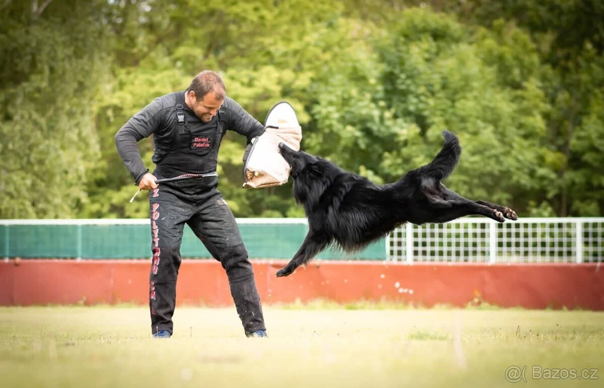 Belgický ovčák groenendael a tervueren s PP - 5