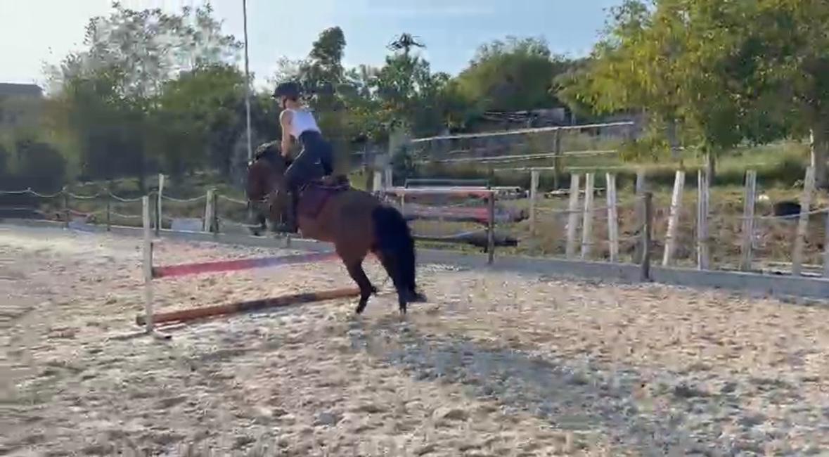 Kobylka Wesh part-bred - 5