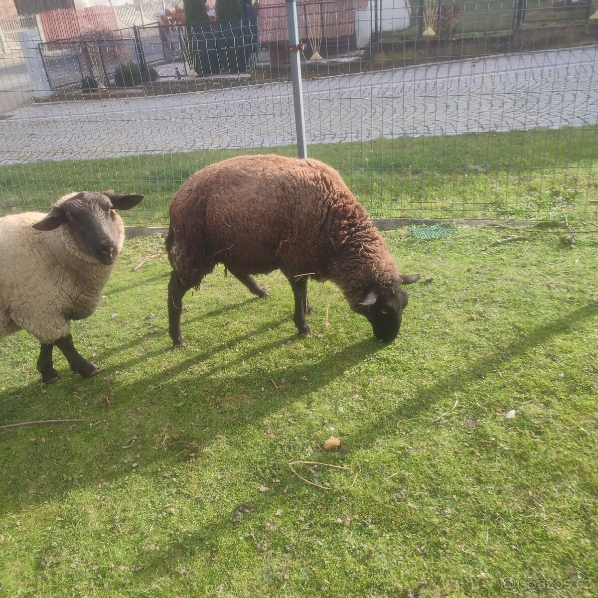 Sufolk 2 barany, 2 ovce Zwartbles - 5