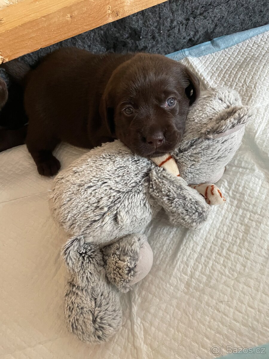 Čokoládová štěňátka labradorského retrívra s PP - 5