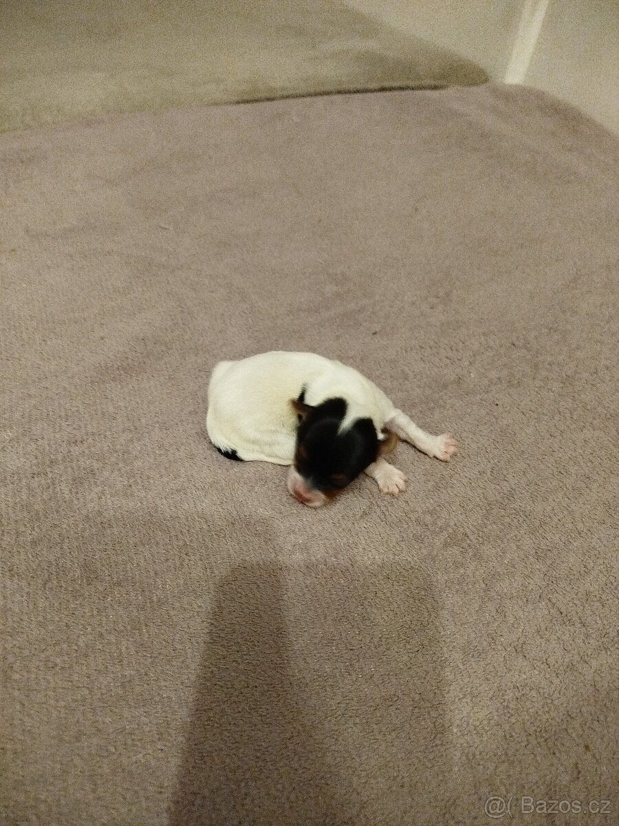 Jorkširsky teriér Biever - 5