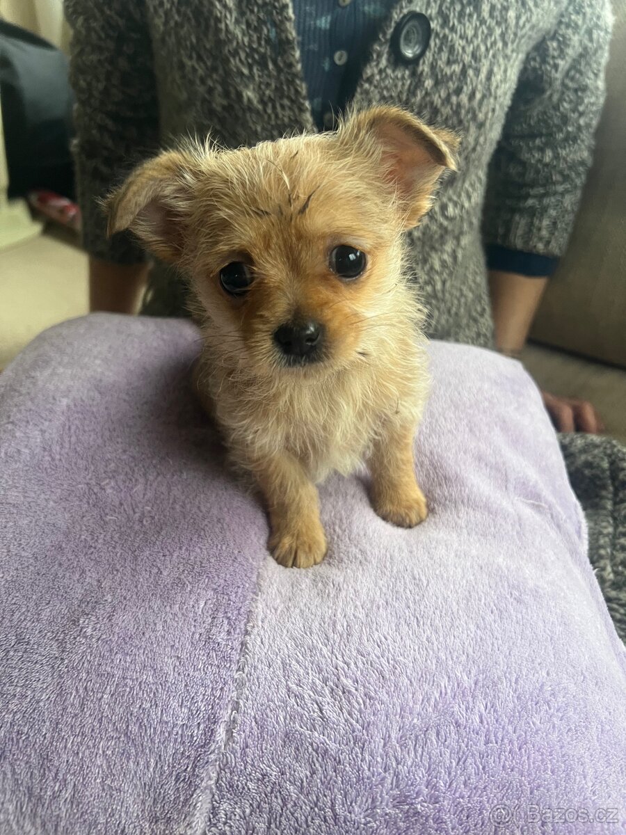 Štěňata Čivava křížená - 5