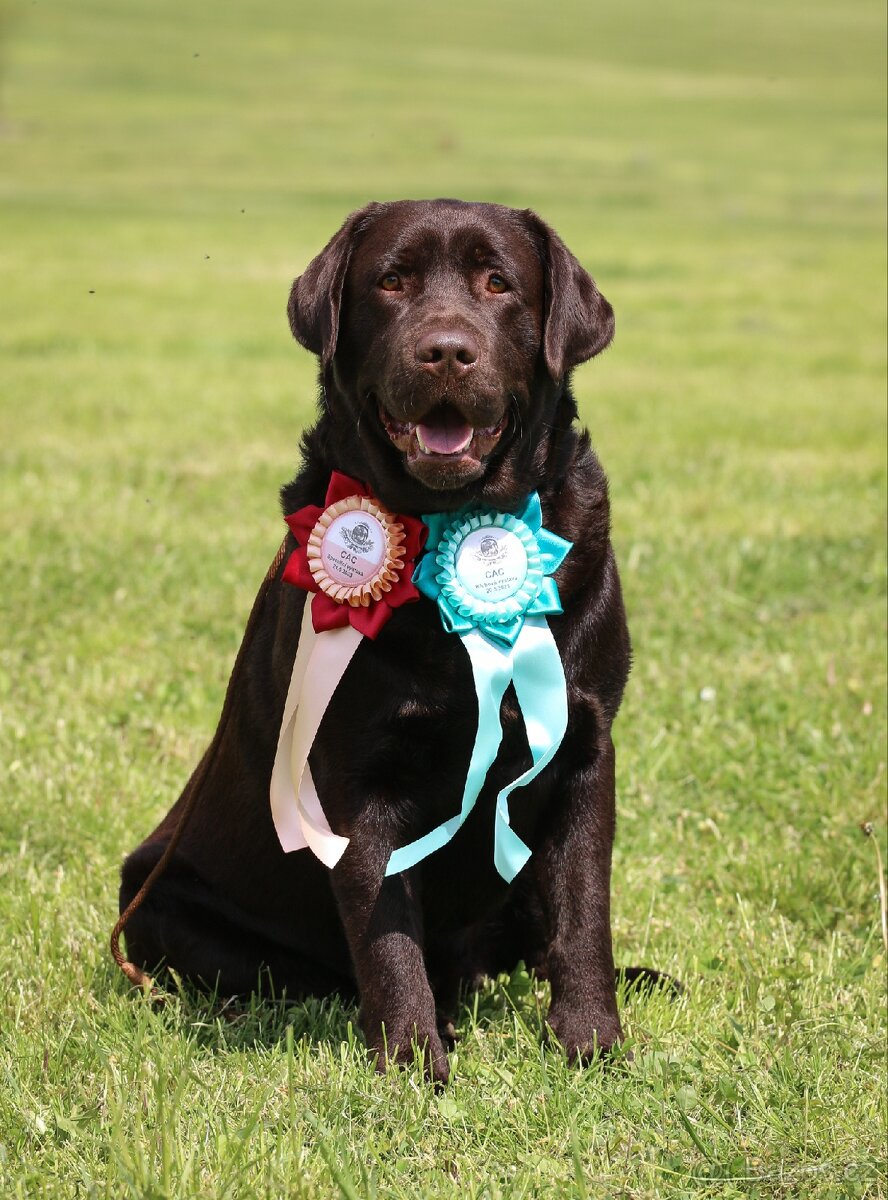 Štěňátka labradora s PP - 5