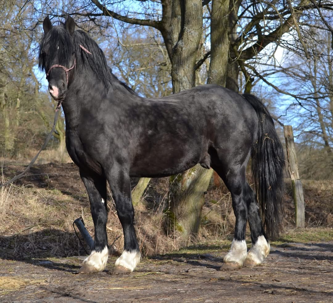 Welsh cob připouštění - 5