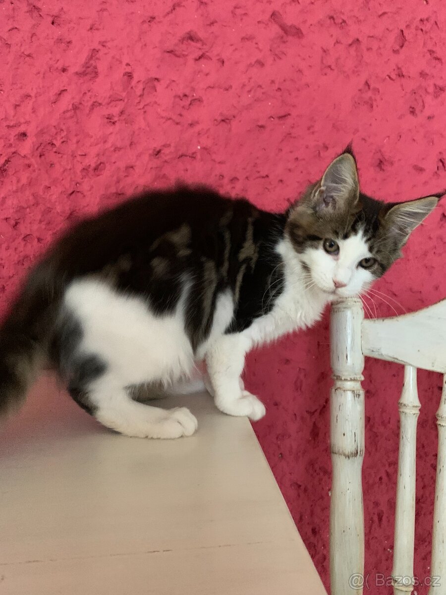 mainská mývalí kočka s PP - 5 měsíců - 5
